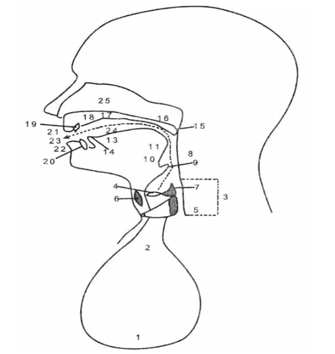Diagram Organ Bicara Manusia